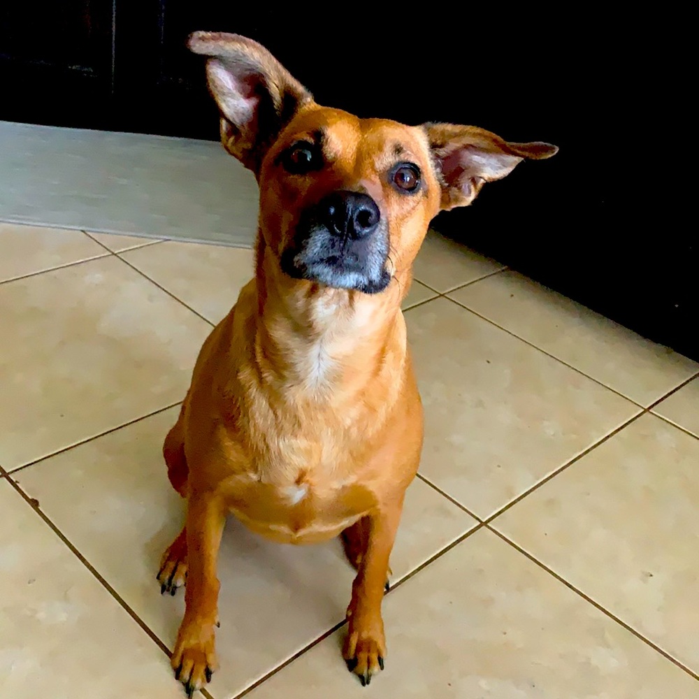 The best Poshmark assistant in the world.